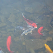Profile Picture of Brian's Ponds (@brnbjames001) on Youtube