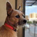 Profile Picture of Travis McGee (@travisredmcgee) on Instagram