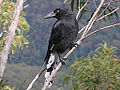 Profile Picture of Pied currawongon Wikipedia