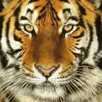 Profile Picture of Stephen Sneed (@Stephen-Sneed) on Facebook