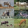 Profile Picture of Bovidaeon Wikipedia