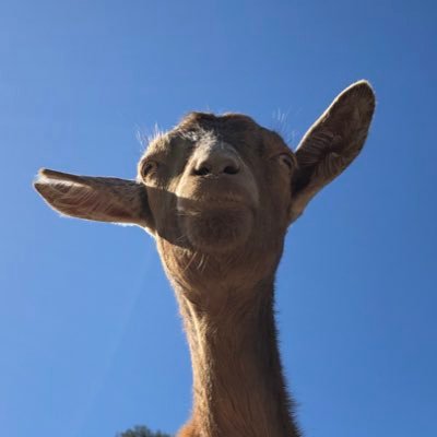 Profile Picture of Andrew Kelso (@AndrewKelso1) on Twitter