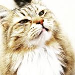 Profile Picture of Jennifer Hornberger - foster (@jennifer.hornberger.127) on Instagram