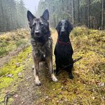 Profile Picture of Amber&Zacke (@teamgermanshepherds) on Instagram