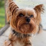 Profile Picture of Adrianne Farrar (@luv2skydyv) on Instagram