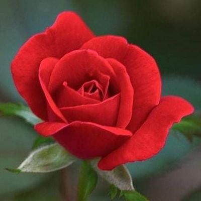 Profile Picture of ROSALIA JIMENEZ (@rossmi14) on Twitter