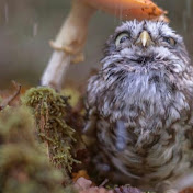 Profile Picture of Brian Floss (@brianfloss8233) on Youtube