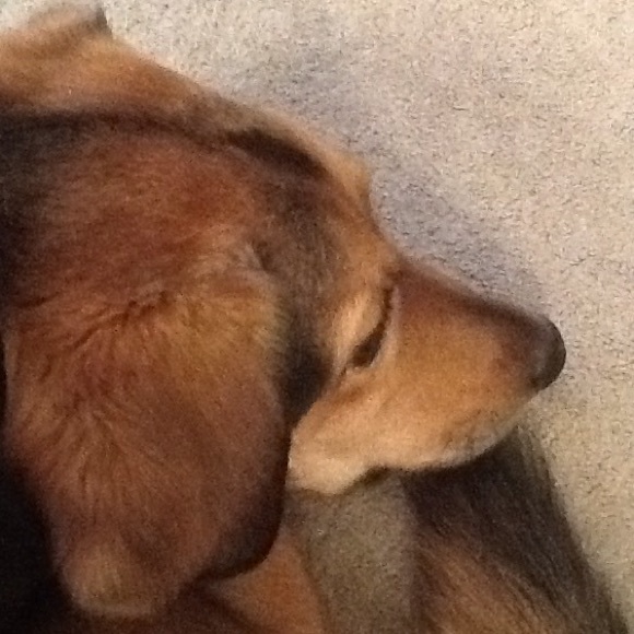 Profile Picture of Elisabeth Fiala (@elisa2555) on Poshmark