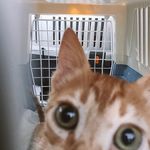 Profile Picture of Leo Watson-Dunmore (@kefaloniankitty) on Instagram