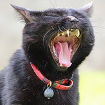 Profile Picture of sean mcmurran (@sammyk8) on Flickr