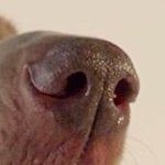 Profile Picture of Rashad Nelson (@otto_and_tweety) on Instagram