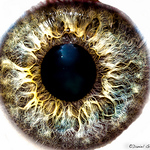 Daniel Giglio - Flickr Profile Picture of Daniel Giglio (@daniel giglio (gigliosgallery.com)) on Flickr