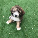 Profile Picture of Leo Robbins (@leo.the.aussidoodle) on Instagram