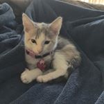 Profile Picture of sheriwilde13 (@sheriwilde13) on Instagram