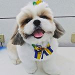 Profile Picture of Mônica Pet Shop (@monicapetshop) on Instagram