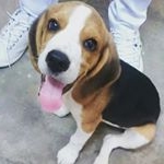 Profile Picture of Bob 🐶🐾💕 (@beagle.bob) on Instagram