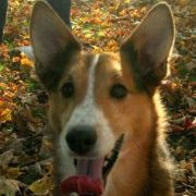 Profile Picture of Tina Winans Newsome (@muddypawstina) on Pinterest