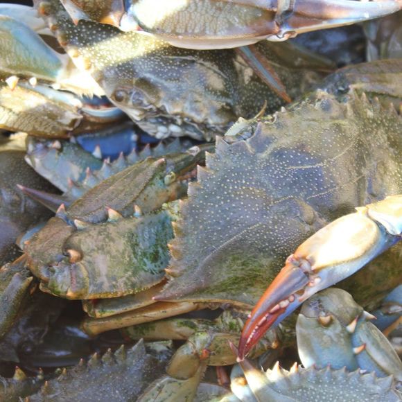 Profile Picture of David Altman (@bigdavesbait) on Poshmark