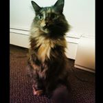 Profile Picture of Sheva & Freya (@sheva_an_freya_the_torties) on Instagram