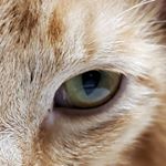 Profile Picture of Jason Berkeley (@darkfennec69) on Instagram