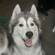 Profile Picture of Matthew Spoon (@daisydodo3739) on Youtube