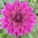 Profile Picture of Wanda Olszewska (@Wanda-Olszewska) on Facebook