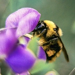 Profile Picture of Andre Oliveira (@vqtifgst24) on Flickr