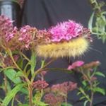 Profile Picture of Christopher Newell (@chris.wildgoon) on Instagram