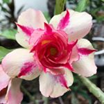 Profile Photo of The Bracken Rose Co. (@brackenroseco) on Instagram