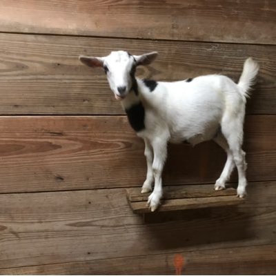 Profile Picture of Lacey McLaughlin (@LCs83) on Twitter