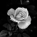 Profile Picture of Alex Sicoli (@alexsicoli) on Instagram