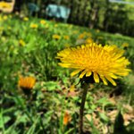 Profile Picture of Jason Appel (@loudowncomfy) on Instagram
