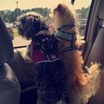 Profile Picture of Hooker🎀&Fred🐾 (@hookhook_) on Instagram