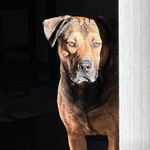 Profile Picture of Richard Goetz (@mydog_atemy_homework) on Instagram