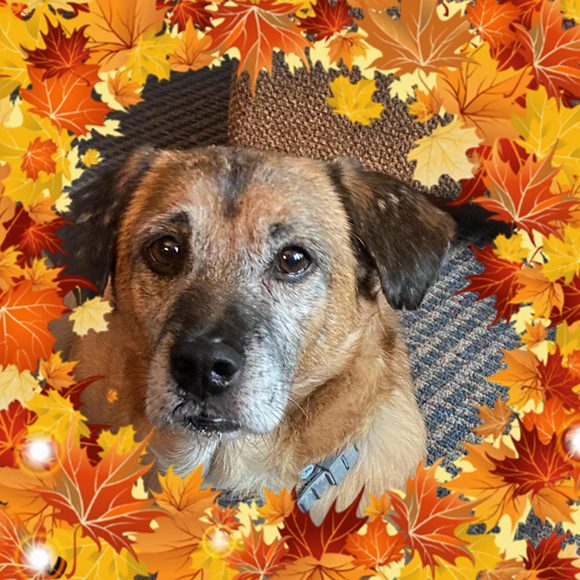 Profile Picture of Janeen James (@jypsyd) on Poshmark