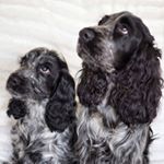 Profile Picture of Pebbles the cute cocker ❤️ (@cutecockerpebbles) on Instagram