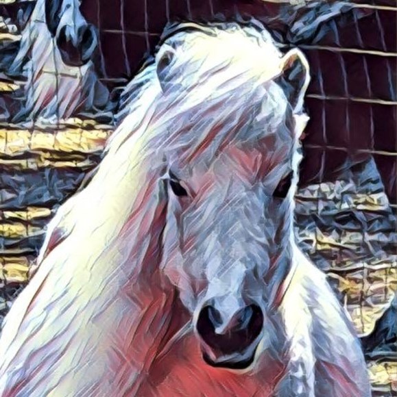 Profile Picture of Tracy Sprowles (@chedtnut1) on Poshmark