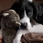 Profile Picture of Lori Dexter (@winston.churchill.thedanesmom) on Instagram