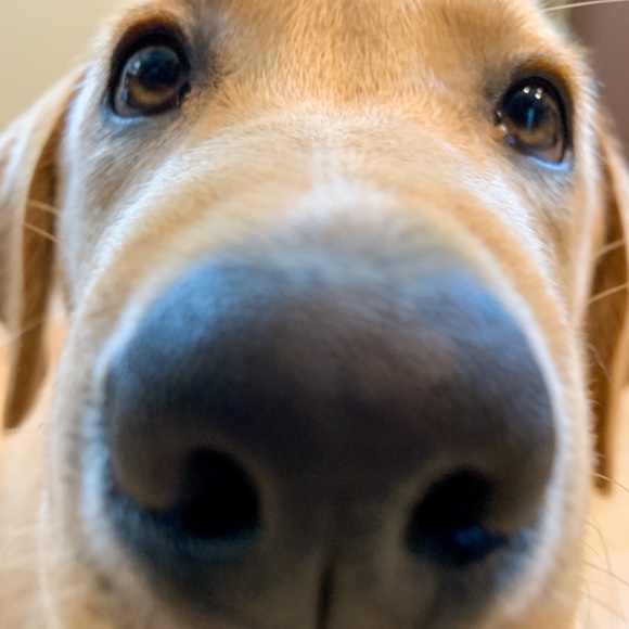 Profile Picture of Amanda Chiu (@achiu416) on Poshmark