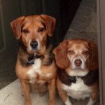 Profile Picture of Kent Mills (@kent_the_beagle) on Instagram