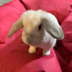 Profile Picture of Andi Wyrick (@andibobandy) on Instagram