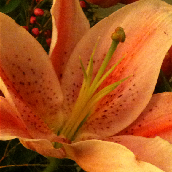 Profile Picture of Carol Sneyd (@ladybug331) on Poshmark