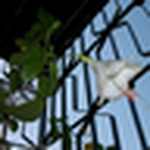 Profile Picture of Sonal Jadhav (@sonalsj) on Flickr