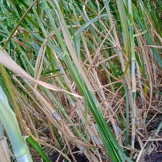 Profile Picture of atul ramesh (@atulramesh1) on Instagram