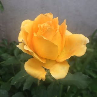 Profile Picture of merle_matthews (@merle_matthews) on Instagram