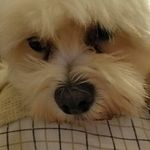 Profile Picture of Jodi Reinschmidt (@reinschmidtjodi) on Instagram