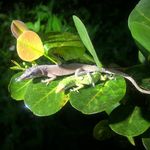 Profile Picture of Justin Pridgen (@lime_tree_reptiles) on Instagram