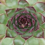 Profile Picture of Stefanie Scott Loudermilk (@poofystef) on Instagram