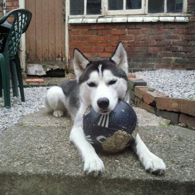 Profile Picture of Steven Hodgkins (@Pacistharealist) on Twitter