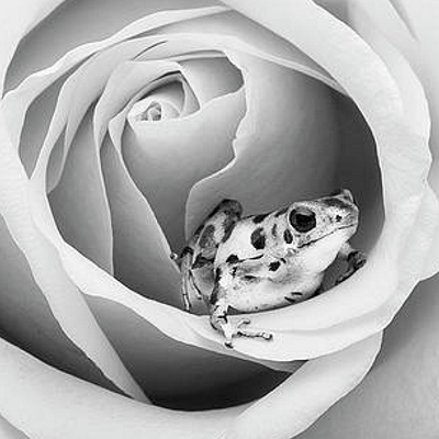 Profile Picture of Pongo (@ignpcngo) on Twitter